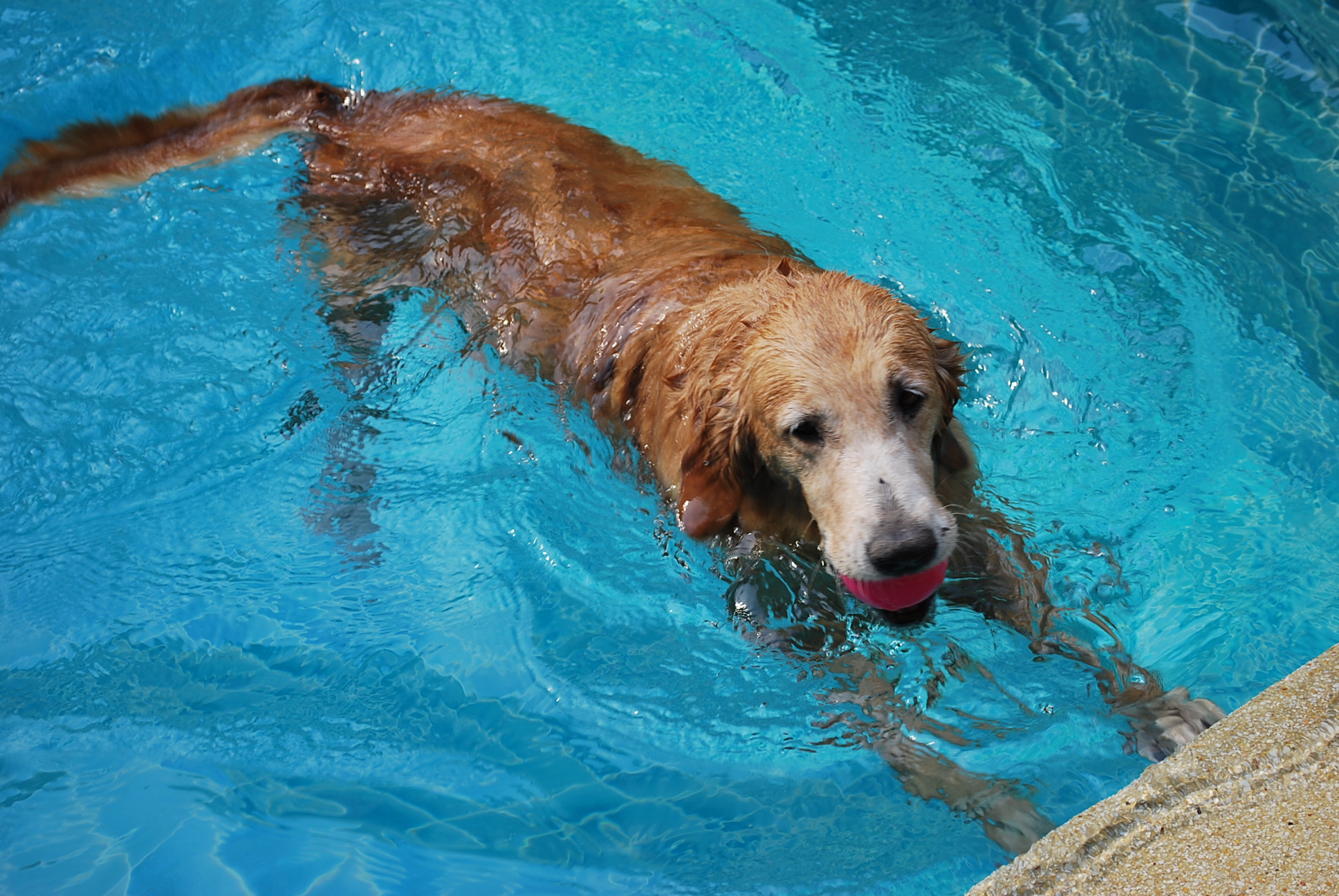 Dogs Swim, Me Eat : iTube at Sukhumvit 39