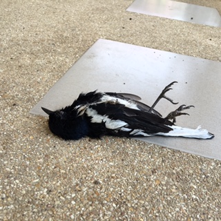 The Impermanence of&nbsp;Life