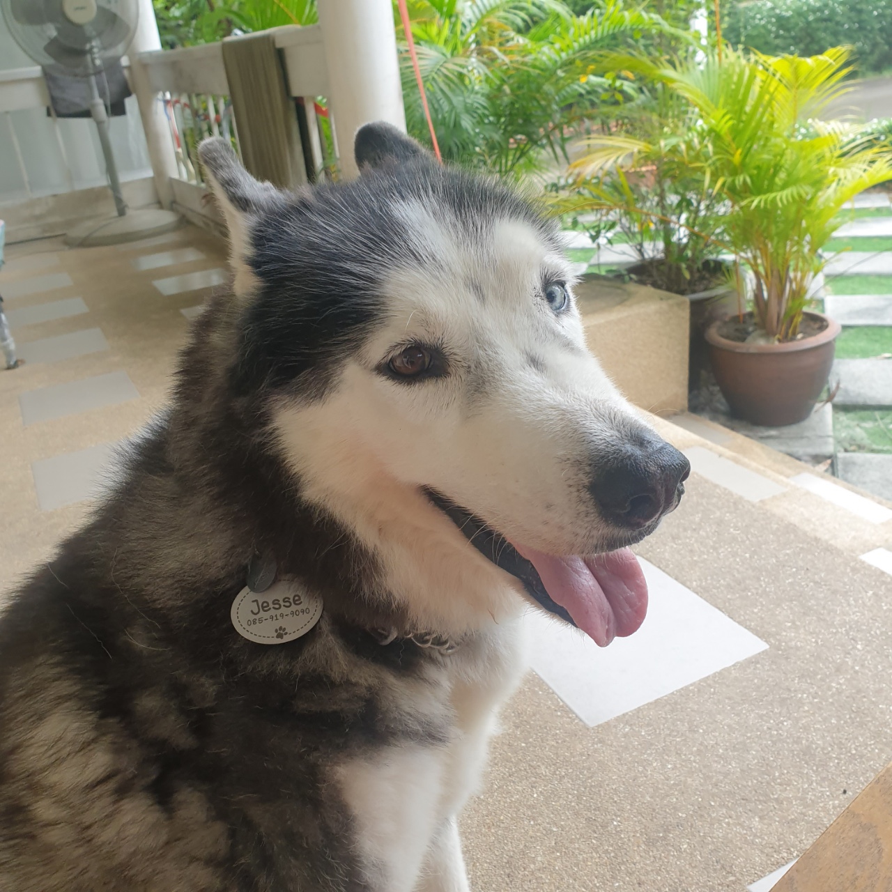 Jesse Doesn’t Speak